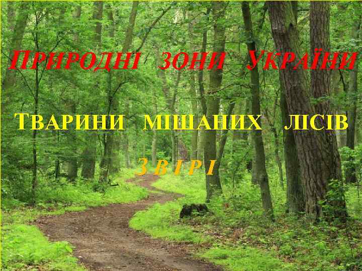 ПРИРОДНІ ЗОНИ УКРАЇНИ ТВАРИНИ МІШАНИХ ЛІСІВ ЗВІРІ 