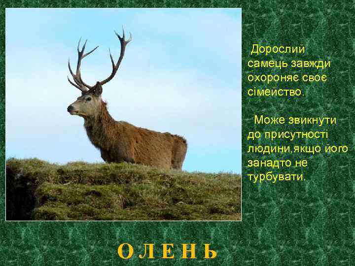 Дорослий самець завжди охороняє своє сімейство. Може звикнути до присутності людини, якщо його занадто