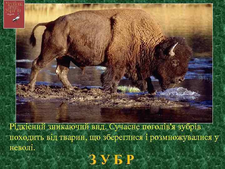 Рідкісний зникаючий вид. Сучасне поголів'я зубрів походить від тварин, що збереглися і розмножувалися у