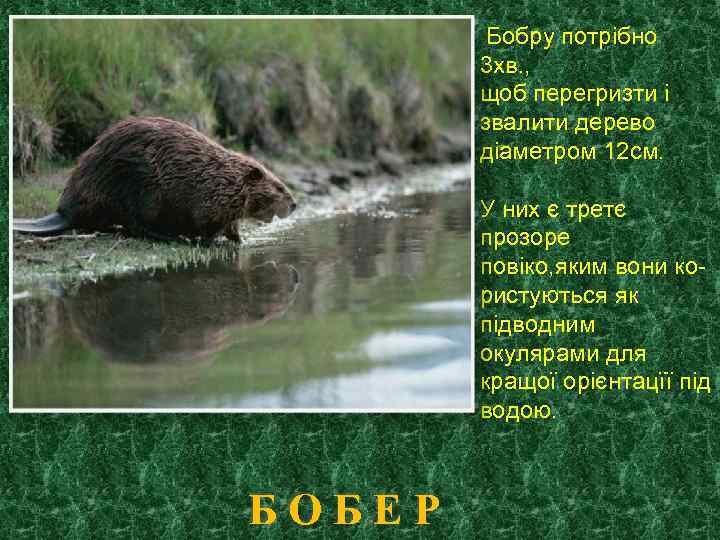 Бобру потрібно 3 хв. , щоб перегризти і звалити дерево діаметром 12 см. У