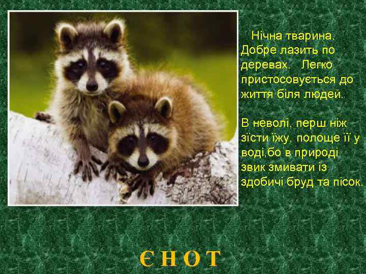 Нічна тварина. Добре лазить по деревах. Легко пристосовується до життя біля людей. В неволі,