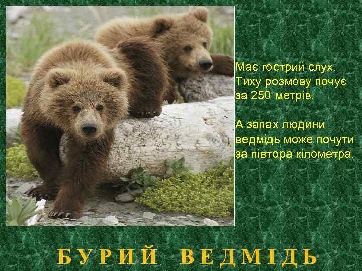 Має гострий слух. Тиху розмову почує за 250 метрів. А запах людини ведмідь може