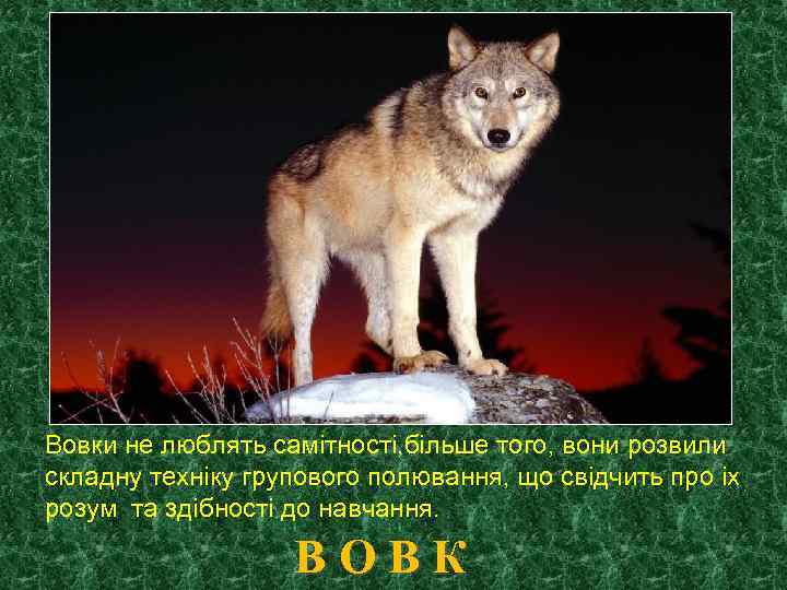 Вовки не люблять самітності, більше того, вони розвили складну техніку групового полювання, що свідчить