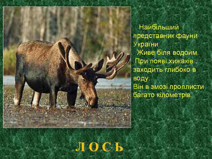 Найбільший представник фауни України Живе біля водойм. При появі хижаків заходить глибоко в воду.