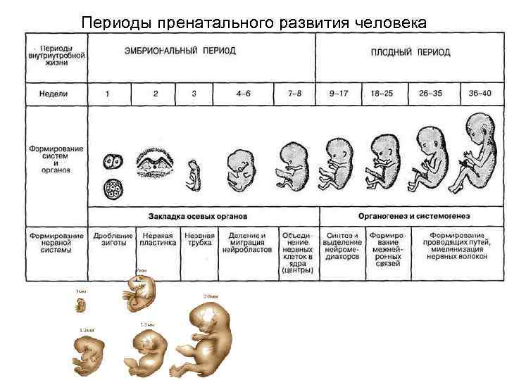 Пренатальное развитие картинки