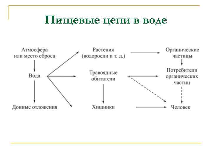 Пищевые цепи в воде 