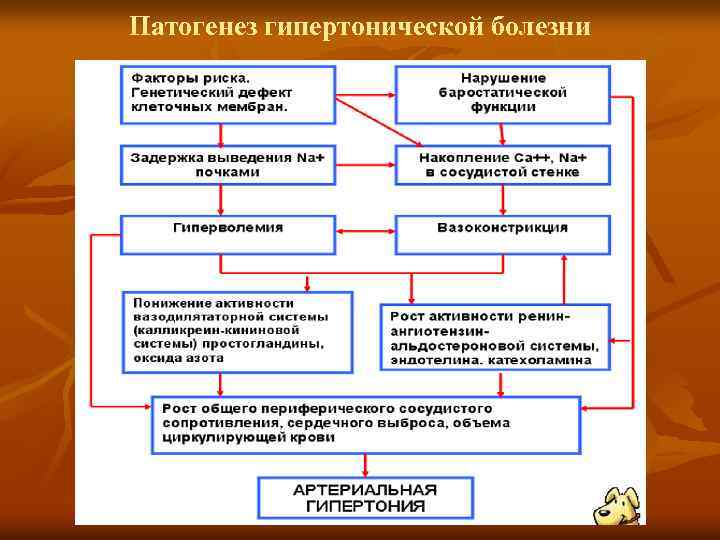 Патогенез гипертонической болезни 