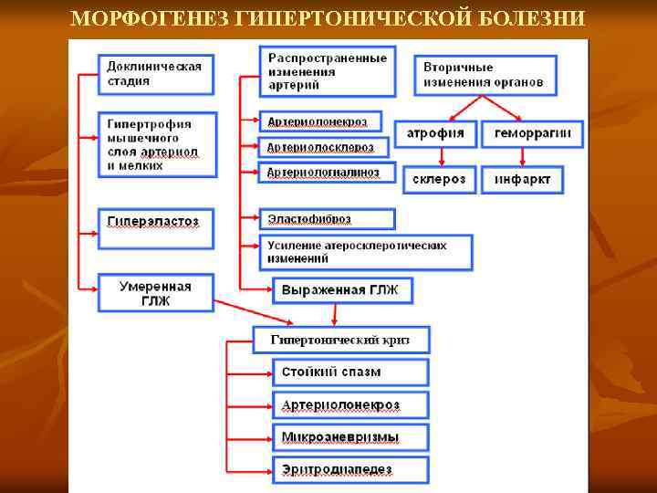 МОРФОГЕНЕЗ ГИПЕРТОНИЧЕСКОЙ БОЛЕЗНИ 