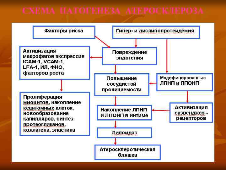 СХЕМА ПАТОГЕНЕЗА АТЕРОСКЛЕРОЗА 