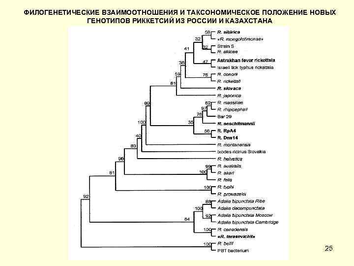 ФИЛОГЕНЕТИЧЕСКИЕ ВЗАИМООТНОШЕНИЯ И ТАКСОНОМИЧЕСКОЕ ПОЛОЖЕНИЕ НОВЫХ ГЕНОТИПОВ РИККЕТСИЙ ИЗ РОССИИ И КАЗАХСТАНА 25 