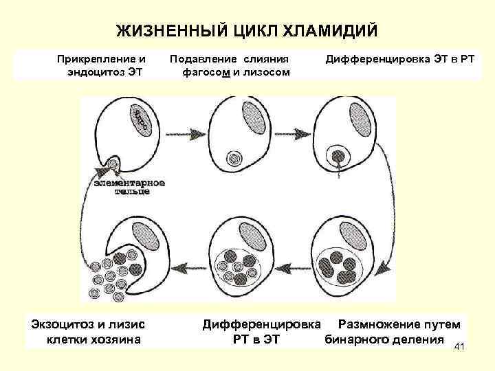 Жизненный цикл хламидий