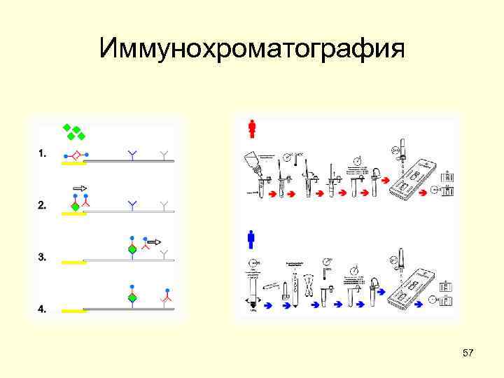 Иммунохроматография 57 