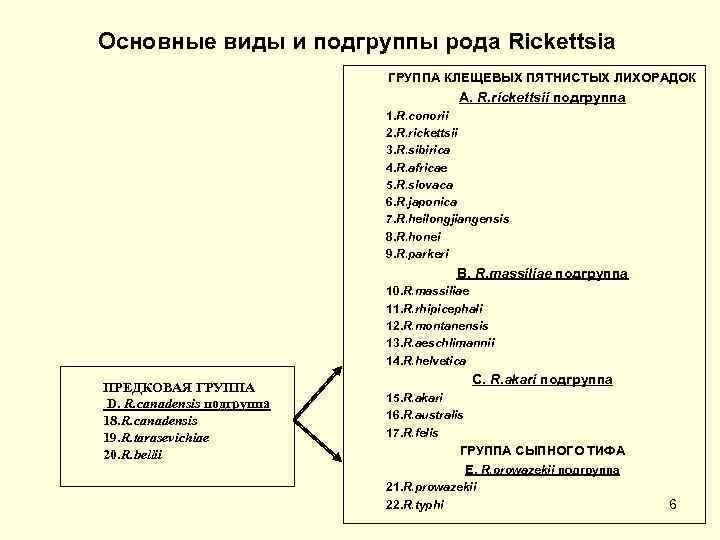 Основные виды и подгруппы рода Rickettsia ГРУППА КЛЕЩЕВЫХ ПЯТНИСТЫХ ЛИХОРАДОК A. R. rickettsii подгруппа