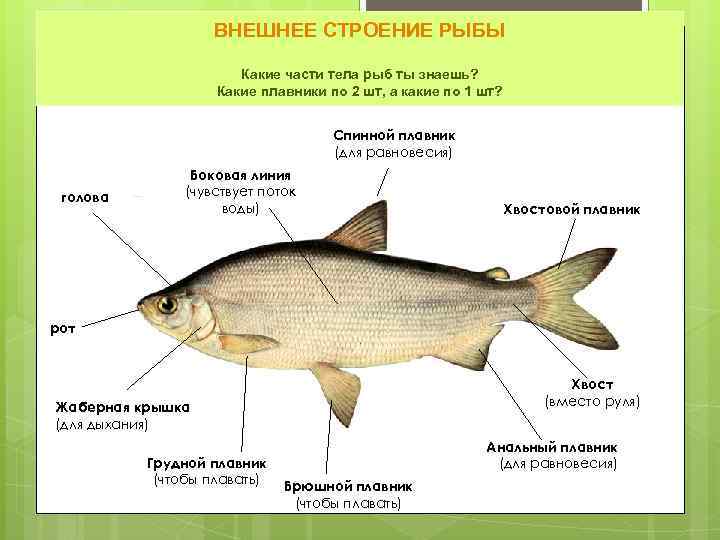 ВНЕШНЕЕ СТРОЕНИЕ РЫБЫ Какие части тела рыб ты знаешь? Какие плавники по 2 шт,