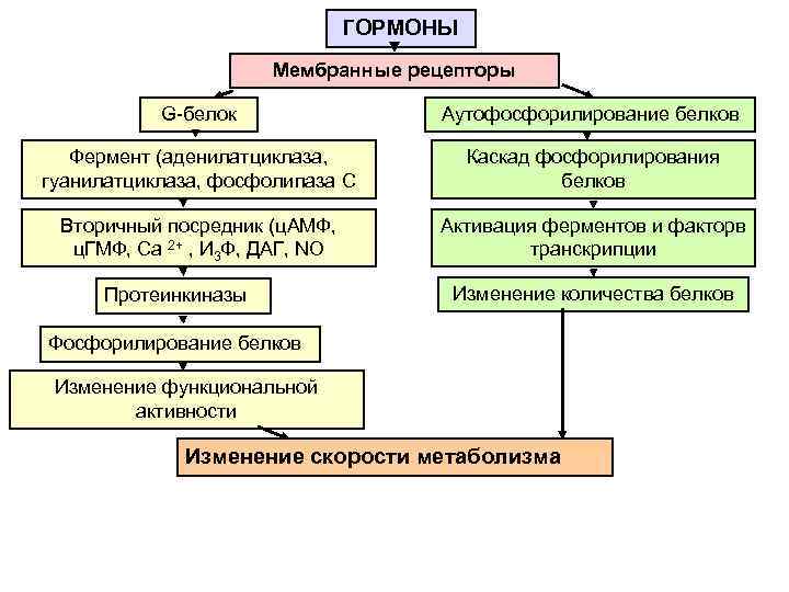 ГОРМОНЫ Мембранные рецепторы G-белок Аутофосфорилирование белков Фермент (аденилатциклаза, гуанилатциклаза, фосфолипаза С Каскад фосфорилирования белков