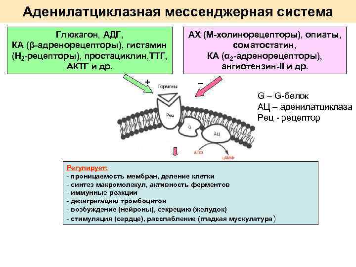 Аденилатциклазная система схема