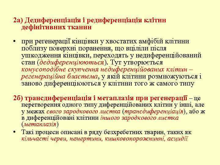 2 а) Дедиференціація і редиференціація клітин дефінітивних тканин • при регенерації кінцівки у хвостатих