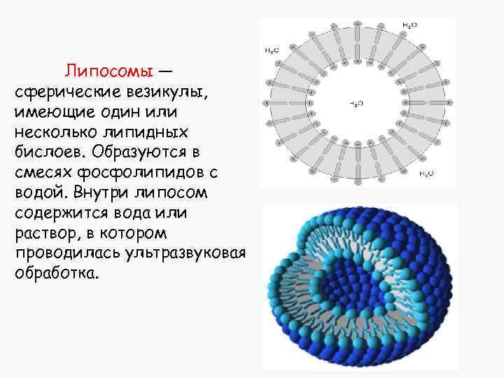 Липосомы. Липосомы функции. Липосомы строение биология. Схема липосомы. Липосомы мембраны.