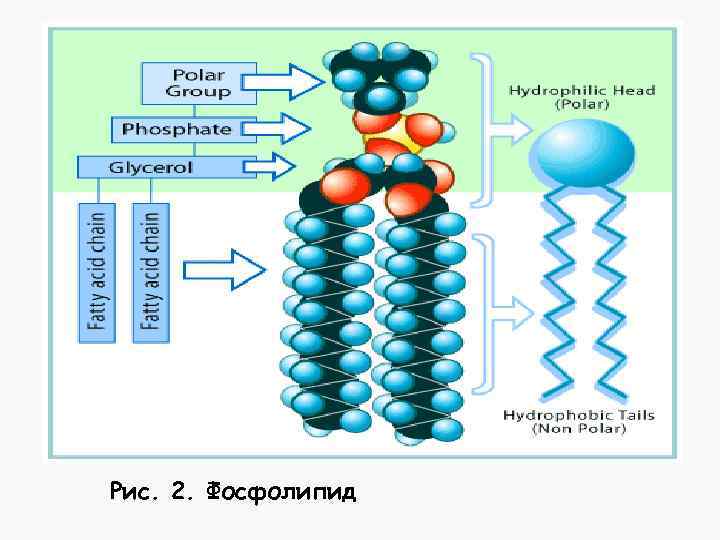 Рис. 2. Фосфолипид 
