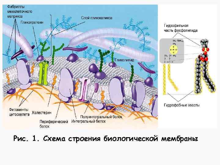 Рис. 1. Схема строения биологической мембраны 