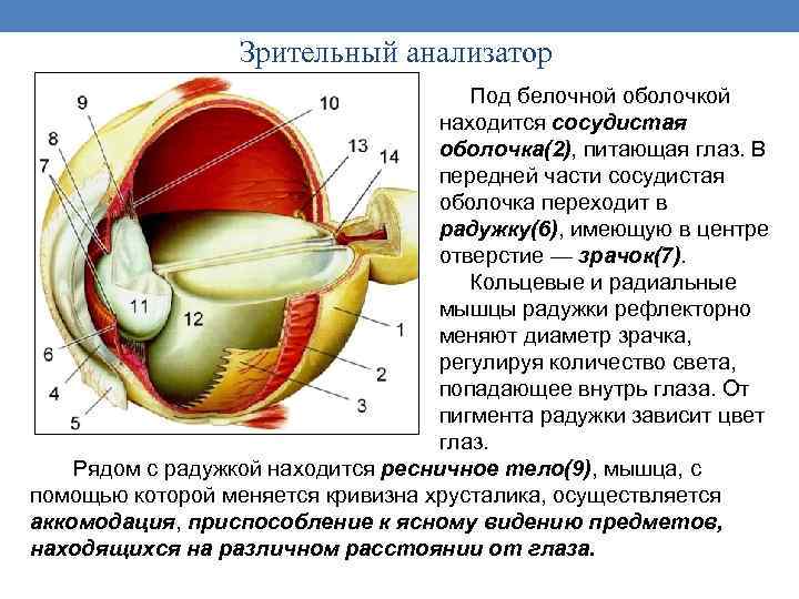 Зрительный анализатор Под белочной оболочкой находится сосудистая оболочка(2), питающая глаз. В передней части сосудистая