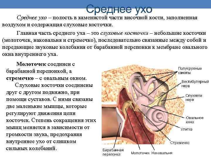 Среднее ухо – полость в каменистой части височной кости, заполненная воздухом и содержащая слуховые