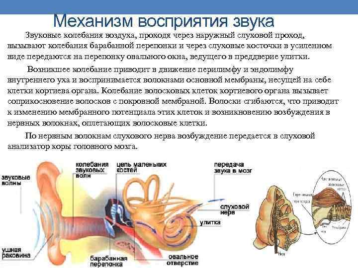 Механизм восприятия звука Звуковые колебания воздуха, проходя через наружный слуховой проход, вызывают колебания барабанной