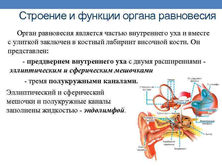 Строение и функции органа равновесия Орган равновесия является частью внутреннего уха и вместе с