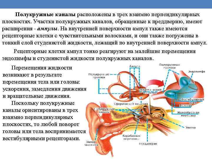  Полукружные каналы расположены в трех взаимно перпендикулярных плоскостях. Участки полукружных каналов, обращенные к