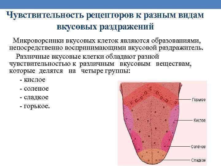 Чувствительность рецепторов к разным видам вкусовых раздражений Микроворсинки вкусовых клеток являются образованиями, непосредственно воспринимающими