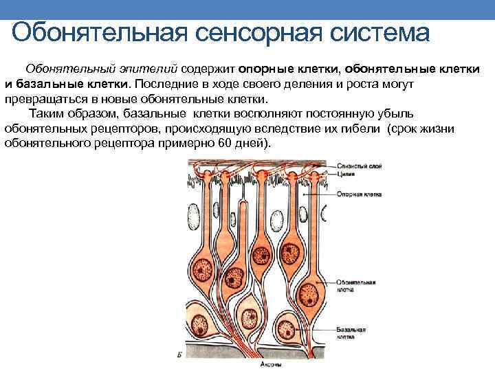 Обонятельная сенсорная система Обонятельный эпителий содержит опорные клетки, обонятельные клетки и базальные клетки. Последние