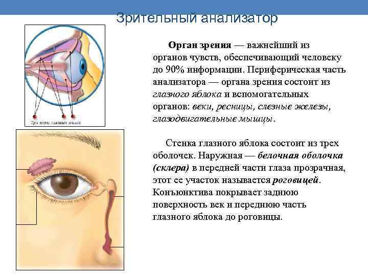 Зрительный анализатор Орган зрения — важнейший из органов чувств, обеспечивающий человеку до 90% информации.