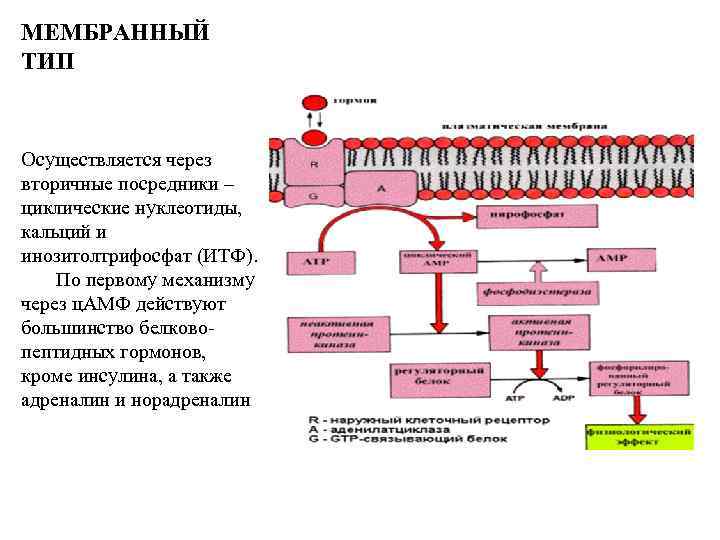 Мембранный тип. ЦАМФ вторичный посредник. Внутриклеточный посредник ЦАМФ. Виды мембран. ЦАМФ И кальций.