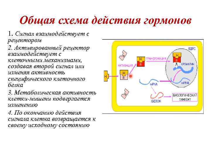 Механизм действия гормонов на клетку. Общий механизм действия гормонов схема. Цитозольный механизм действия гормонов. Типы действия гормонов схема. Механизм действия гормонов на клеточном уровне.