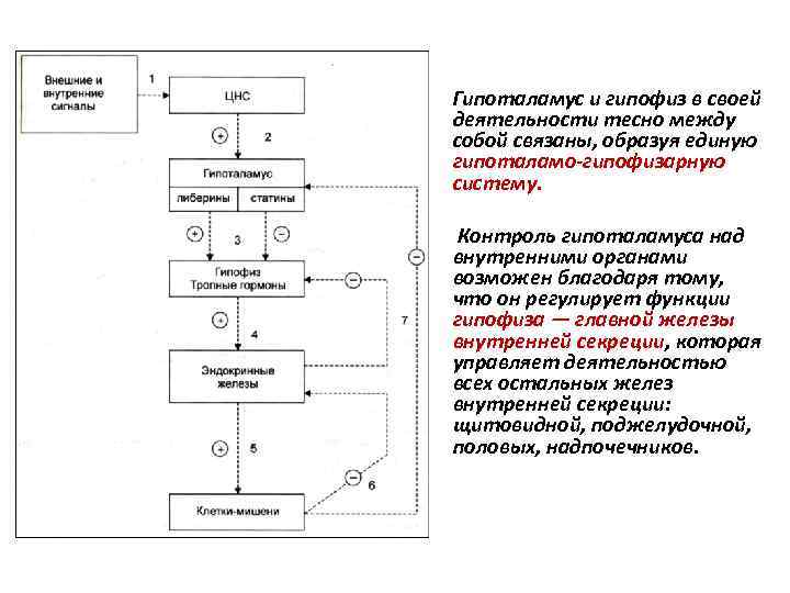 Гипоталамус и гипофиз в своей деятельности тесно между собой связаны, образуя единую гипоталамо-гипофизарную систему.