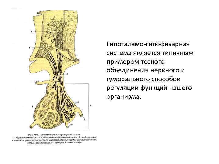 Схема строения гипоталамо гипофизарной нейросекреторной системы