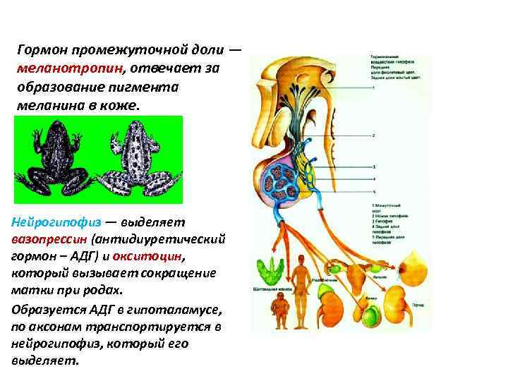 Гормоны нейрогипофиза