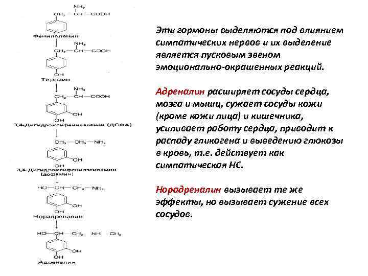 Эти гормоны выделяются под влиянием симпатических нервов и их выделение является пусковым звеном эмоционально-окрашенных