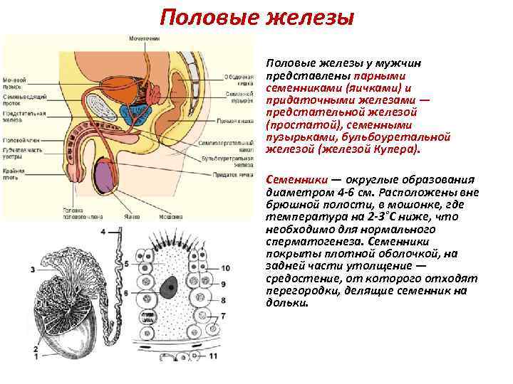 Половые железы у мужчин представлены парными семенниками (яичками) и придаточными железами — предстательной железой