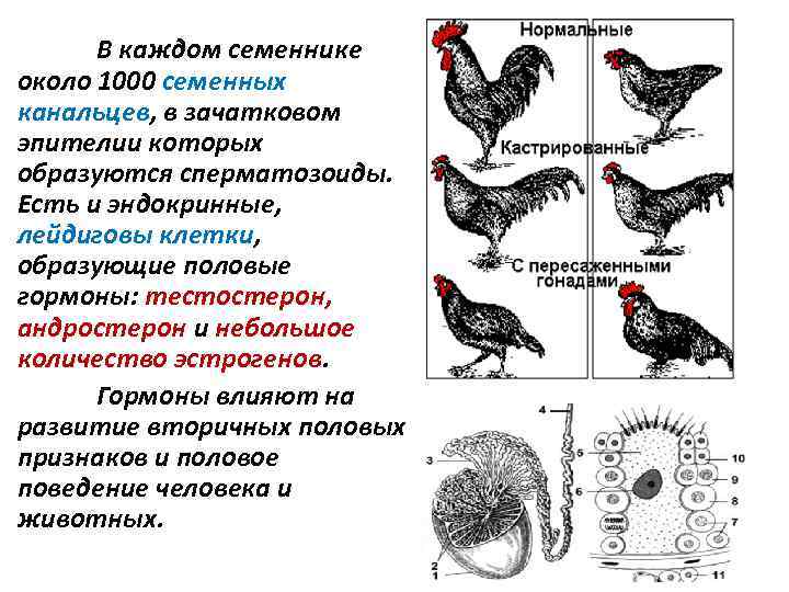 В каждом семеннике около 1000 семенных канальцев, в зачатковом эпителии которых образуются сперматозоиды. Есть