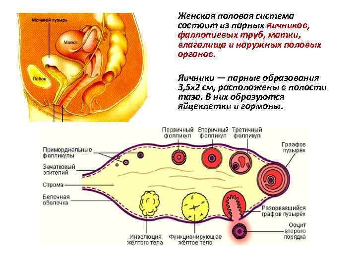 Женская матка строение фото