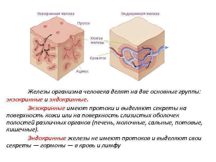 Схема строения эндокринных и экзокринных желез