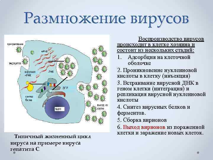 Размножение вирусов Типичный жизненный цикл вируса на примере вируса гепатита C Воспроизводство вирусов происходит