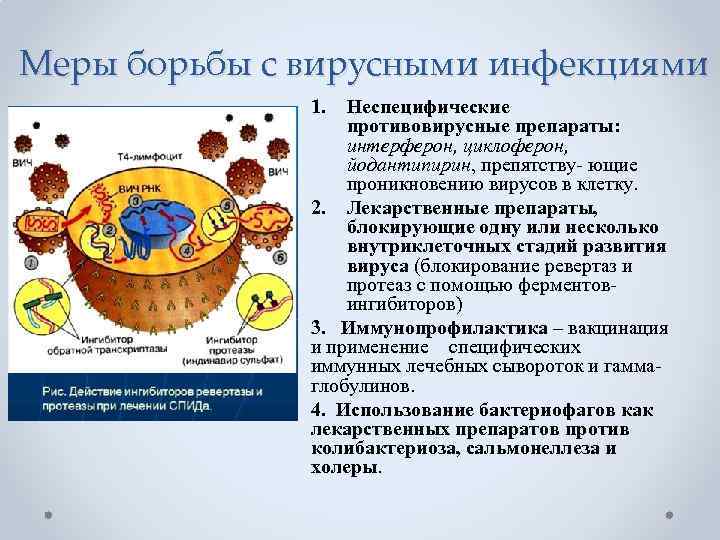 Меры борьбы с вирусными инфекциями 1. Неспецифические противовирусные препараты: интерферон, циклоферон, йодантипирин, препятству- ющие