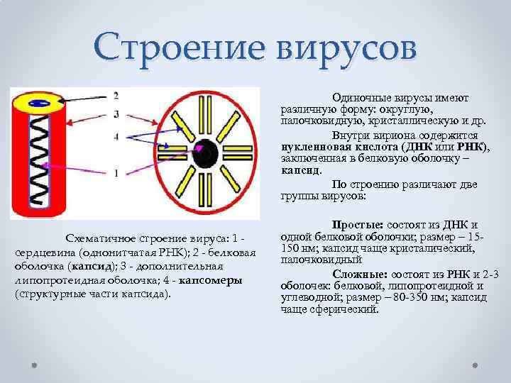 Строение вирусов Одиночные вирусы имеют различную форму: округлую, палочковидную, кристаллическую и др. Внутри вириона