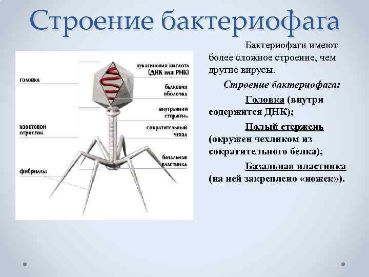 Строение бактериофага Бактериофаги имеют более сложное строение, чем другие вирусы. Строение бактериофага: Головка (внутри