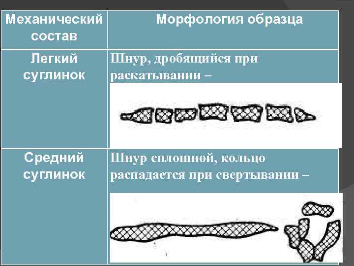 Механический состав Морфология образца Легкий суглинок Шнур, дробящийся при раскатывании – Средний суглинок Шнур