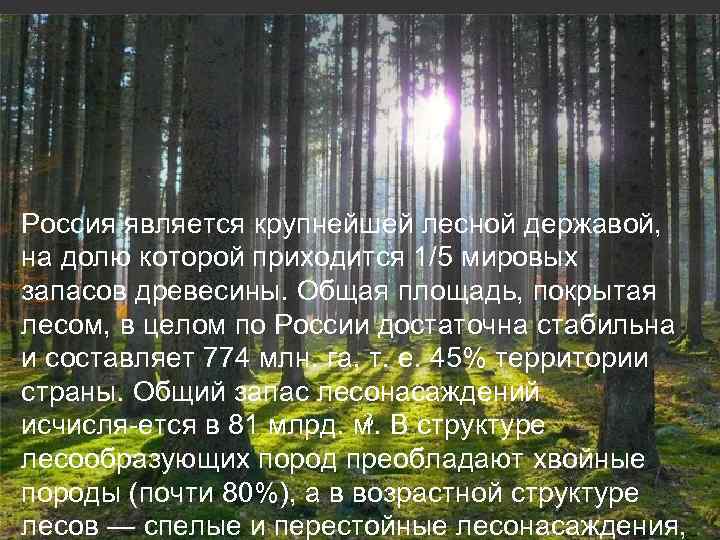 Россия является крупнейшей лесной державой, на долю которой приходится 1/5 мировых запасов древесины. Общая