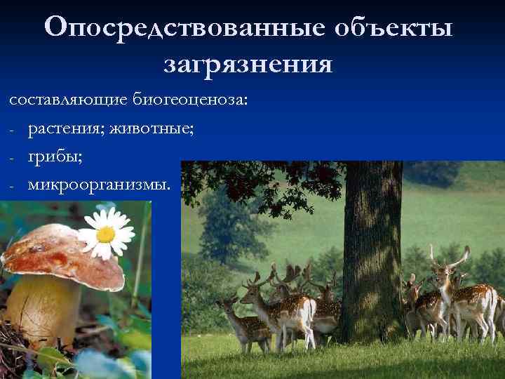 Опосредствованные объекты загрязнения составляющие биогеоценоза: - растения; животные; - грибы; - микроорганизмы. 