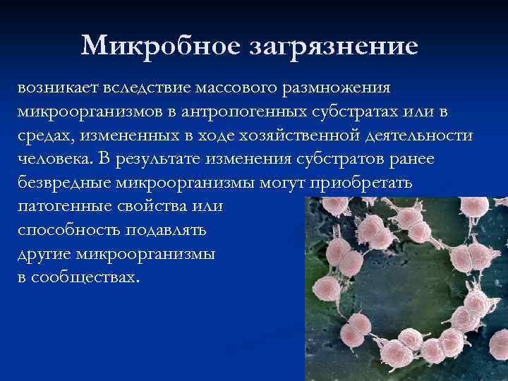 Микробное загрязнение возникает вследствие массового размножения микроорганизмов в антропогенных субстратах или в средах, измененных